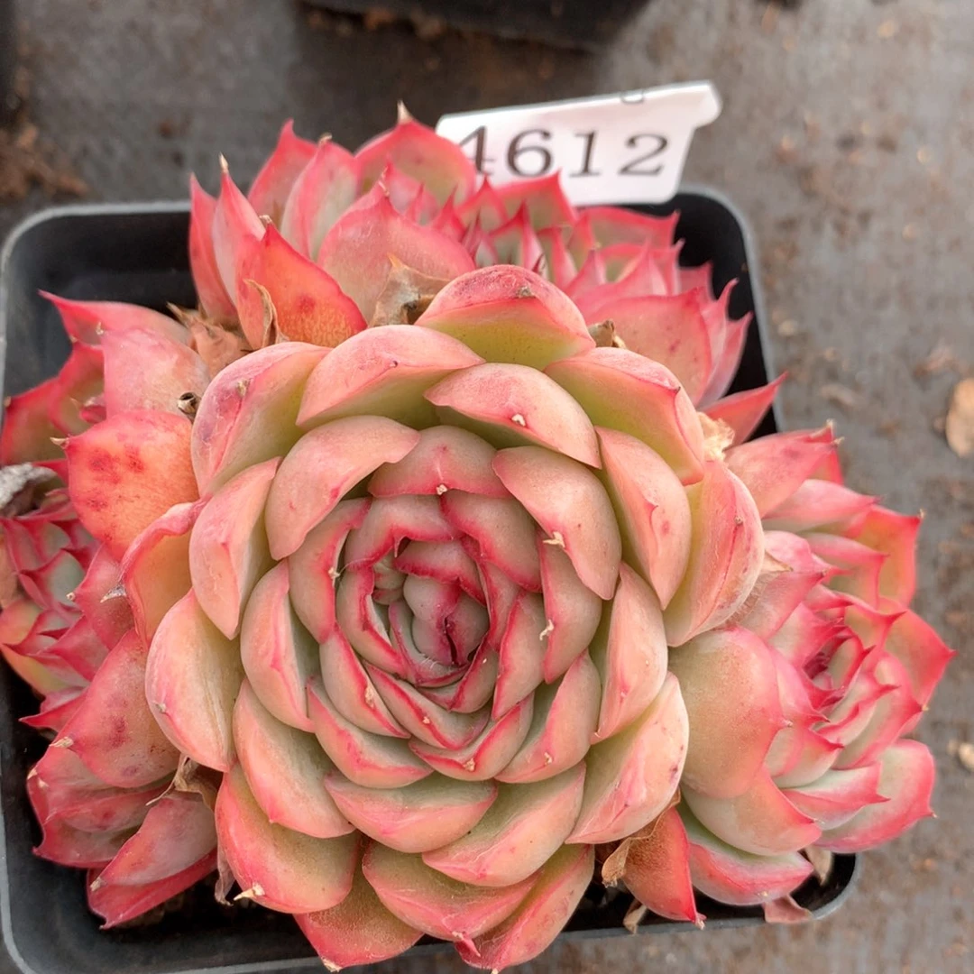 4612杂交多肉植物基地