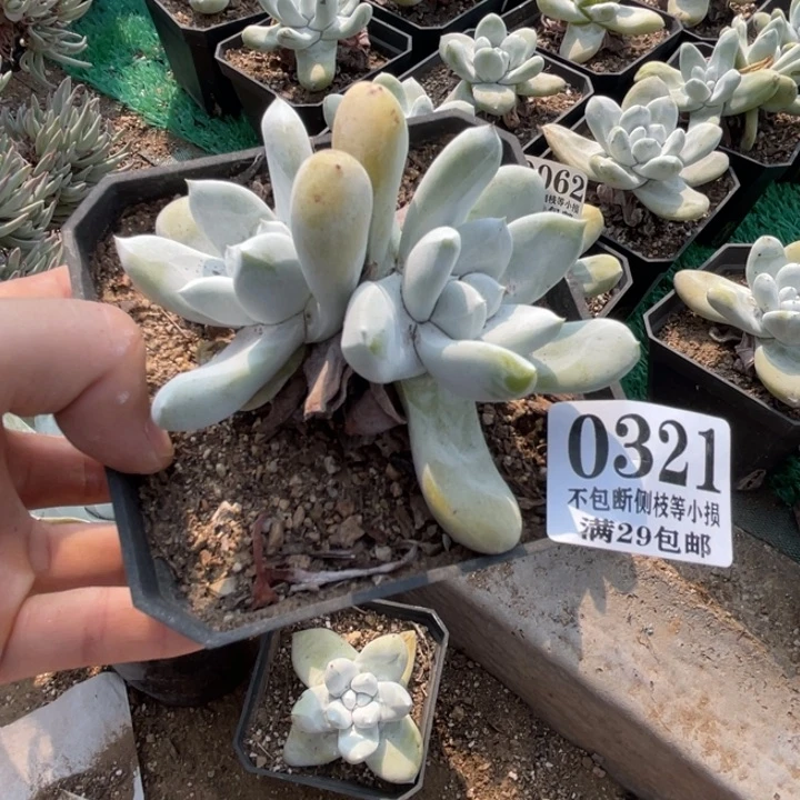 耶***哥321号拇指多肉植物