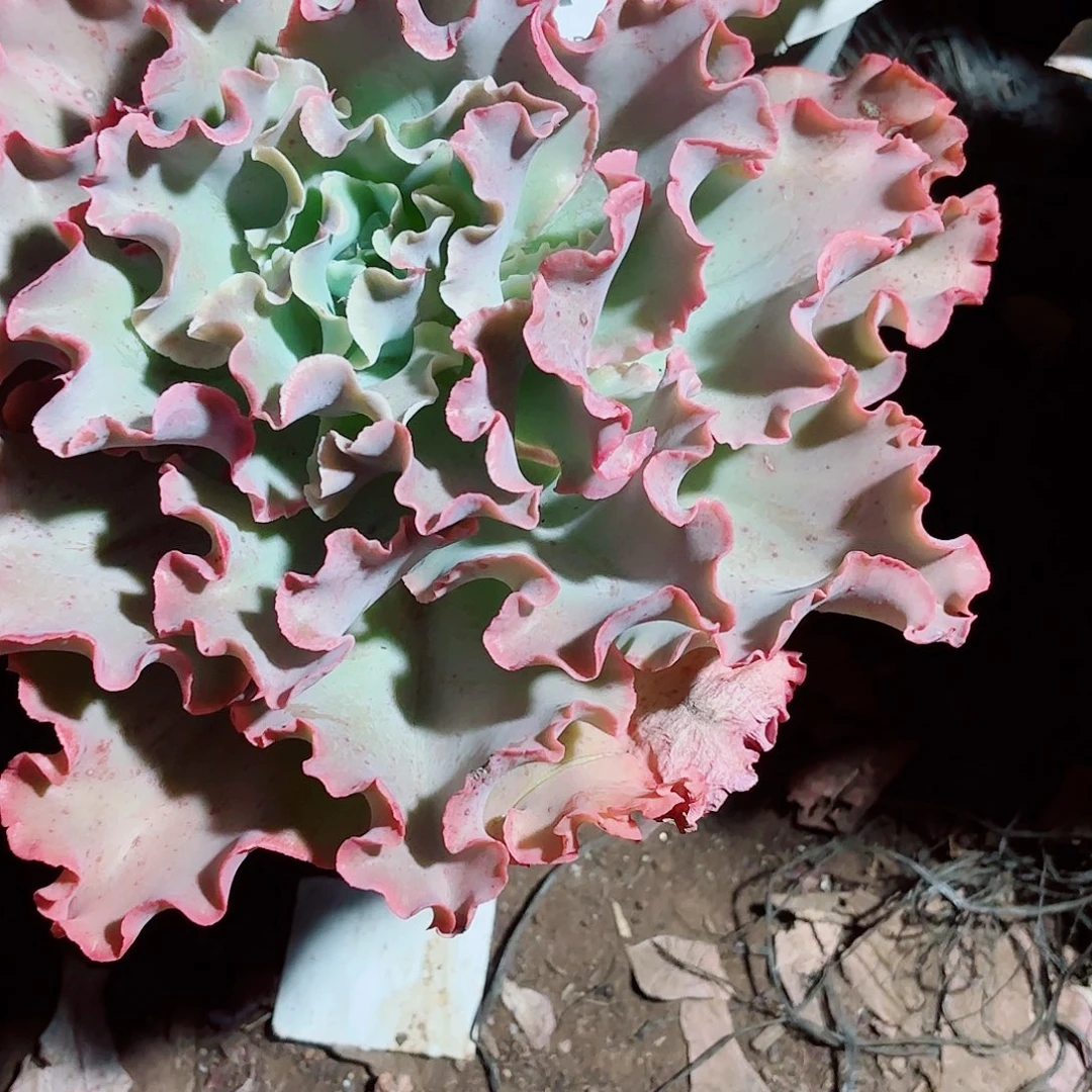 1***6高砂多肉植物473好