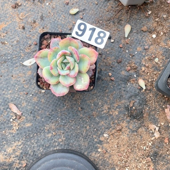 用****0多肉植物一物一拍