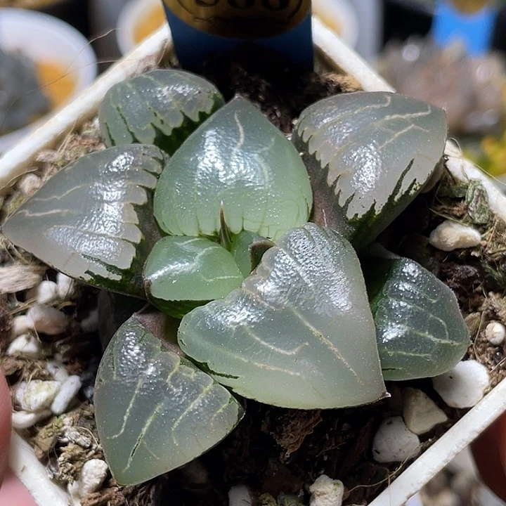 588新糯阿特选福利