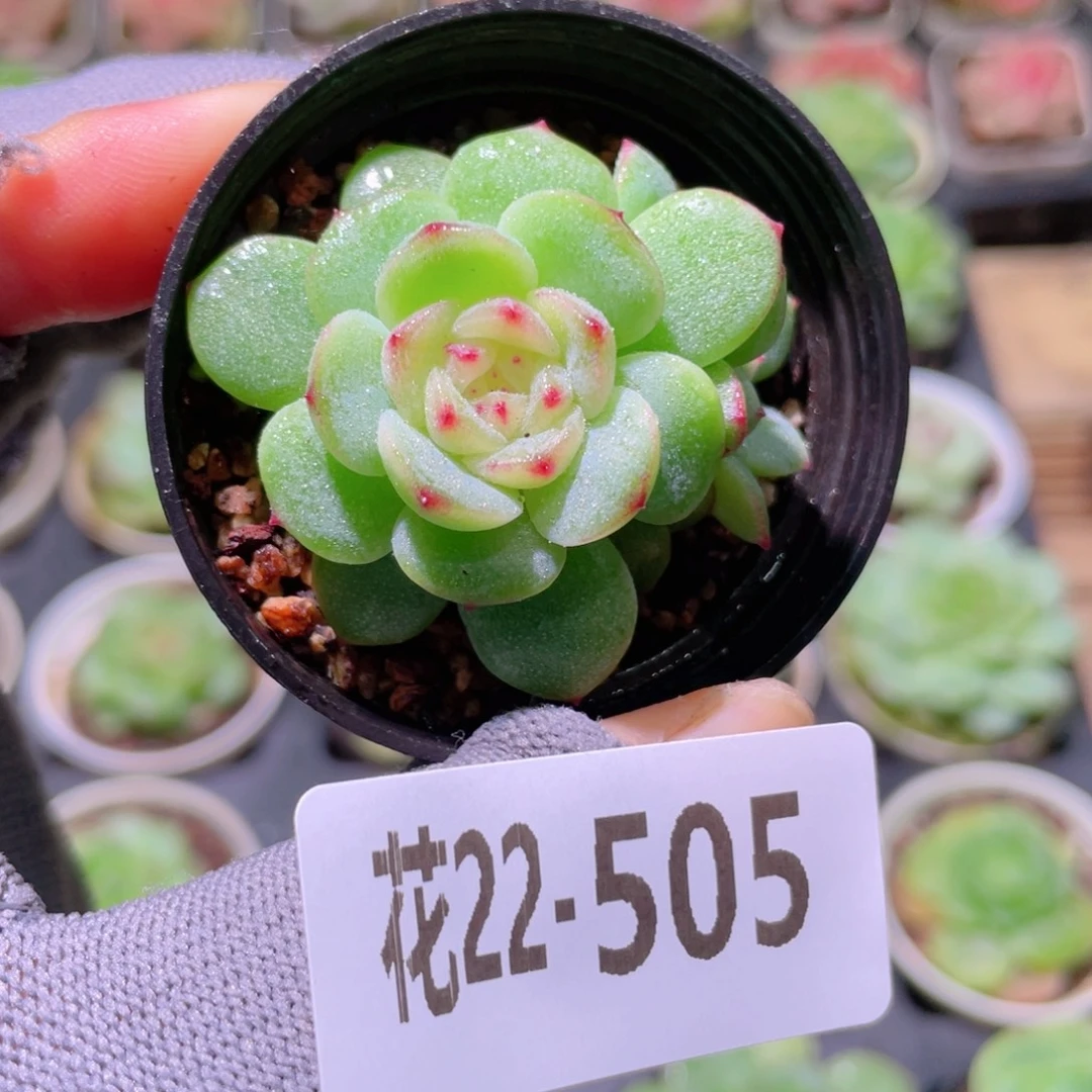 花利美22-505新品珍妮