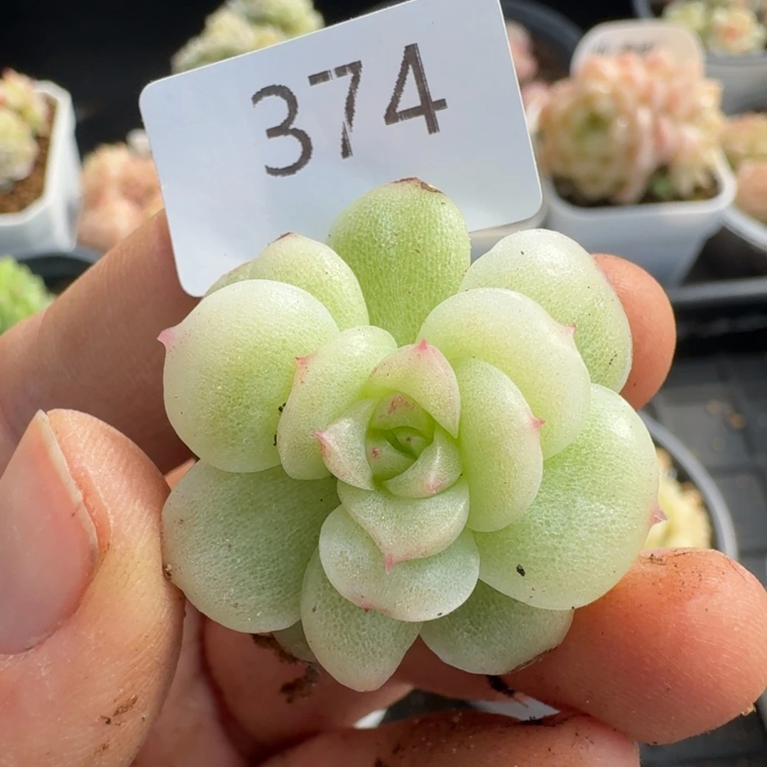 一物一拍一物一拍12-14-374