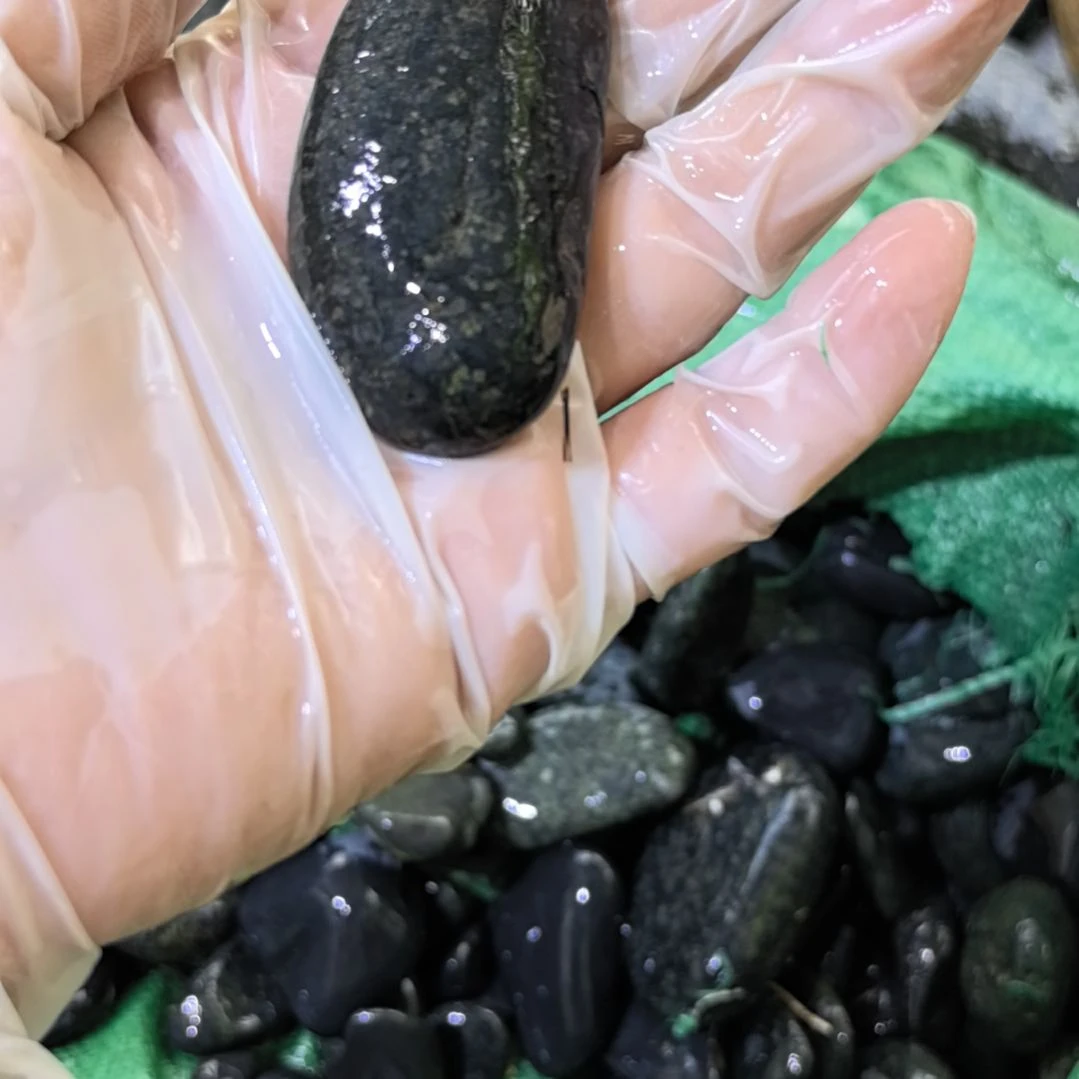 乐***谜有机玻璃藏玉药王石原石