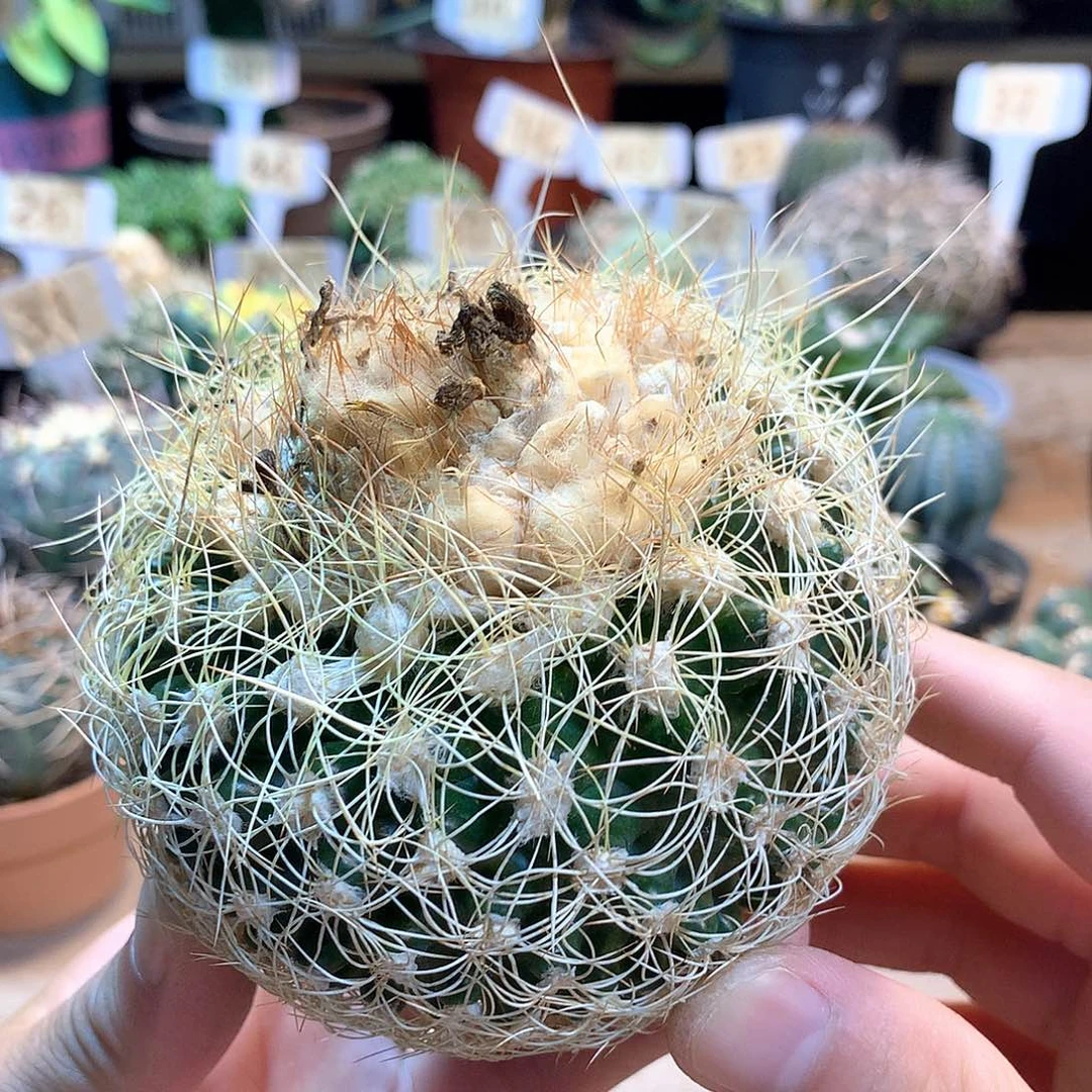 蜘蛛圆盘玉苗接没根