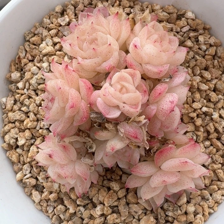 红陶0209-31-麦秆