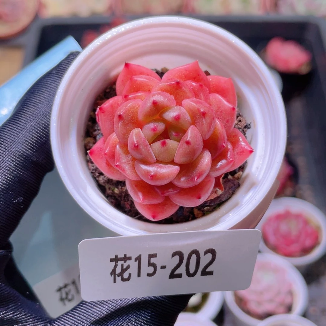 花利美15-202灵翠