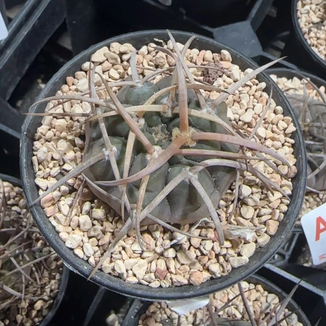 胖****天平 实生仙人球761