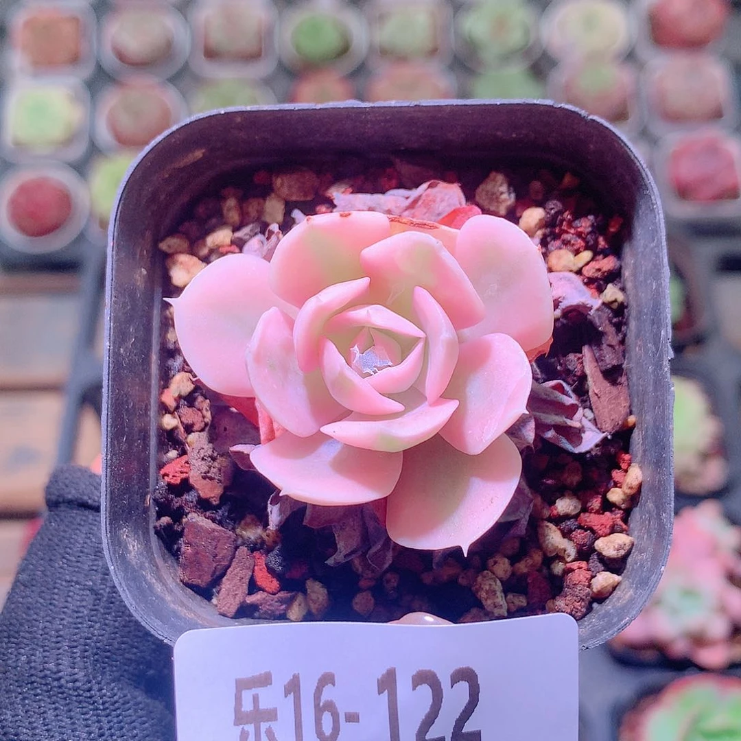 乐然16 -122 鲁氏锦