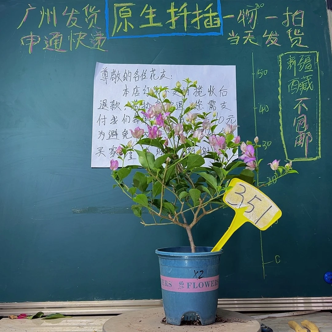 当前无花栽培后可以开花雪紫351