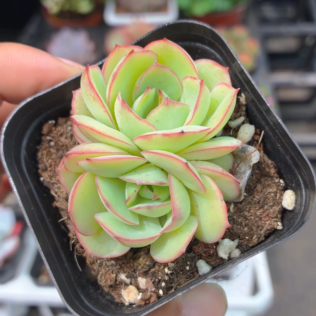 帕拉梅拉多肉9.9包邮发货
