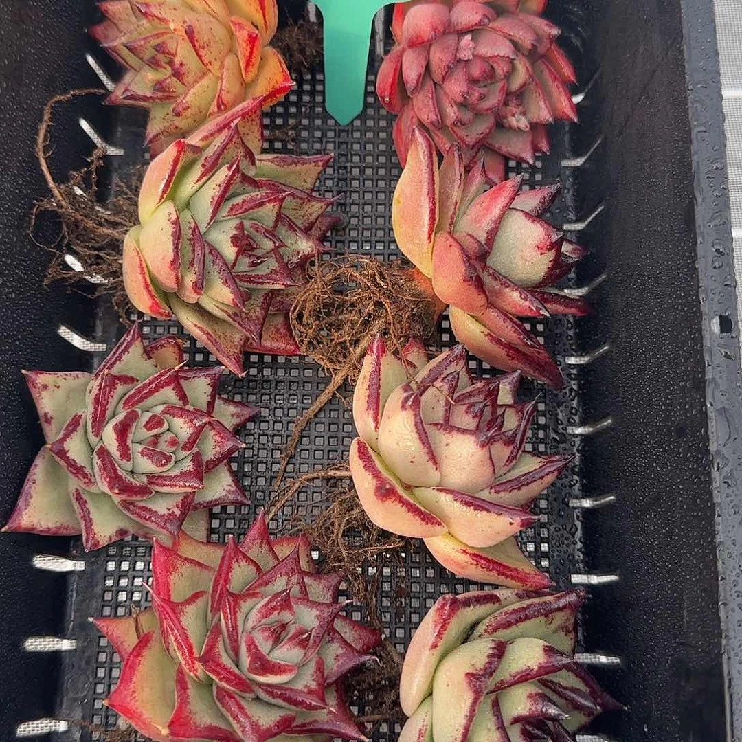 从前慢花园精选0119-79