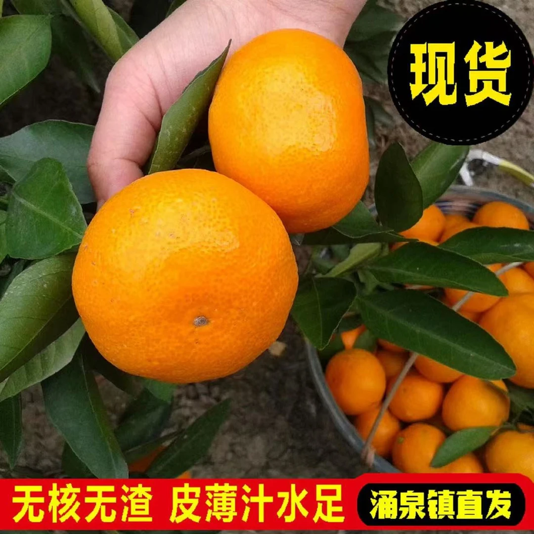 AB涌泉蜜桔正宗浙江临海涌泉蜜桔宫川新鲜水果橘子包邮现摘现发橘子浙江省