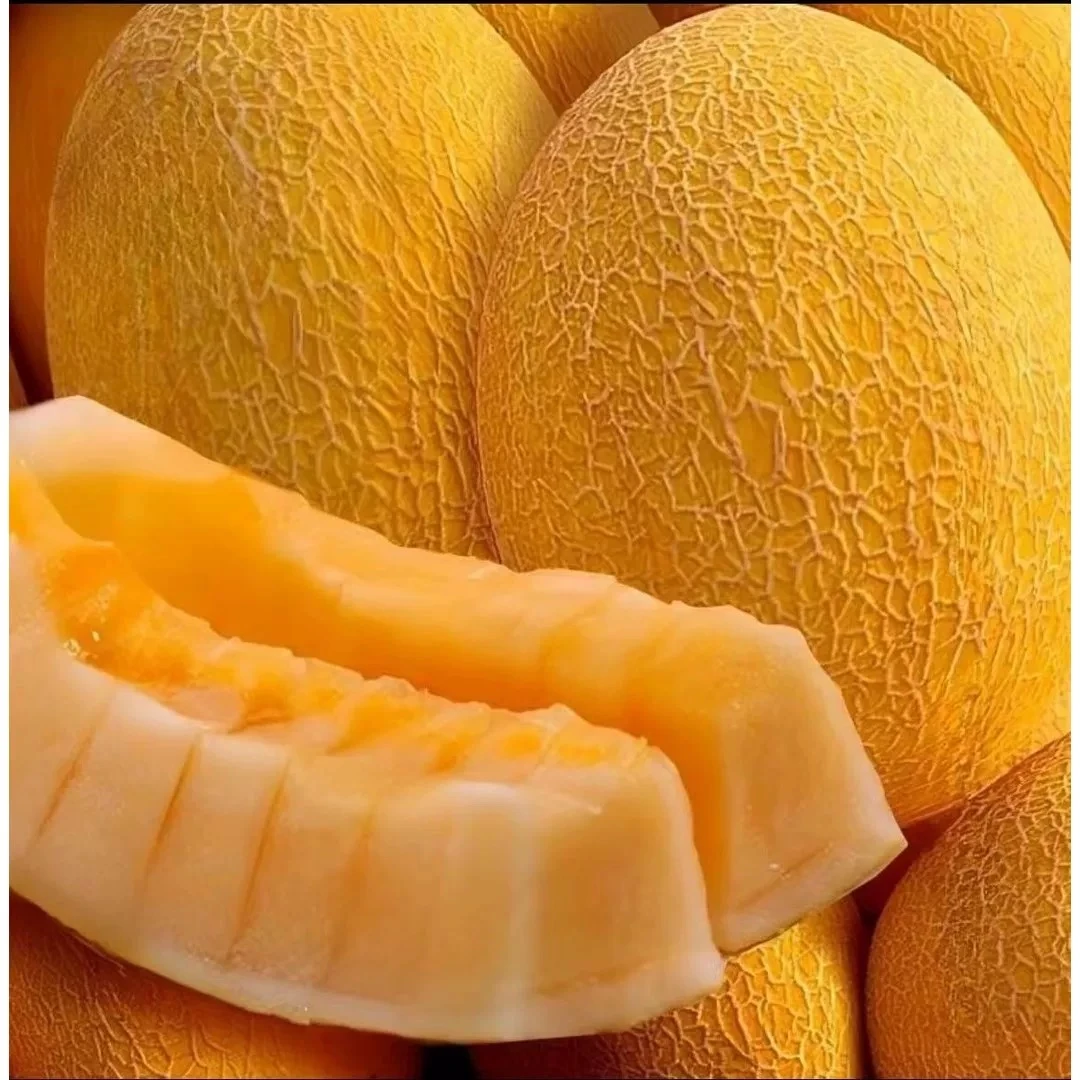 【中通物流】蒙阴 黄金哈密瓜 脆甜香甜蜜瓜新鲜应季