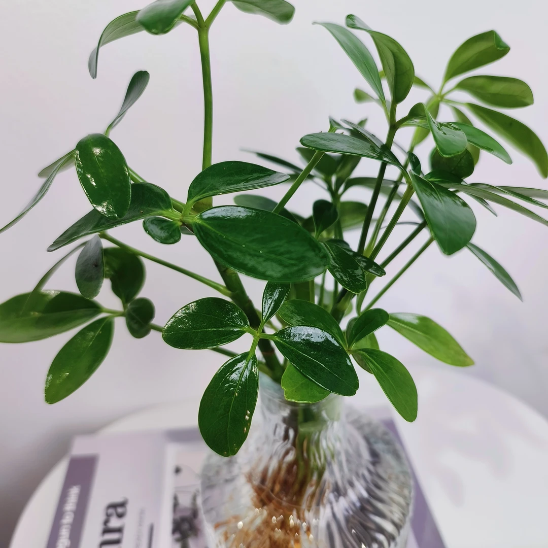 JF鸭脚木水培植物懒人好养室内客厅ins风绿植盆栽净化空气常青