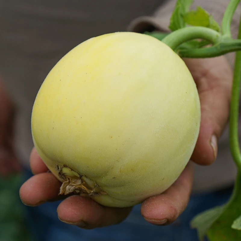 山东甜宝甜瓜5斤新鲜当季时令水果应季脆甜可口绿宝石小香瓜整箱