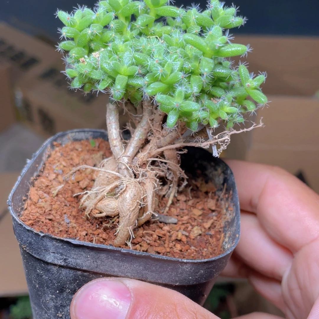 姬红小松多肉9.9包邮发货