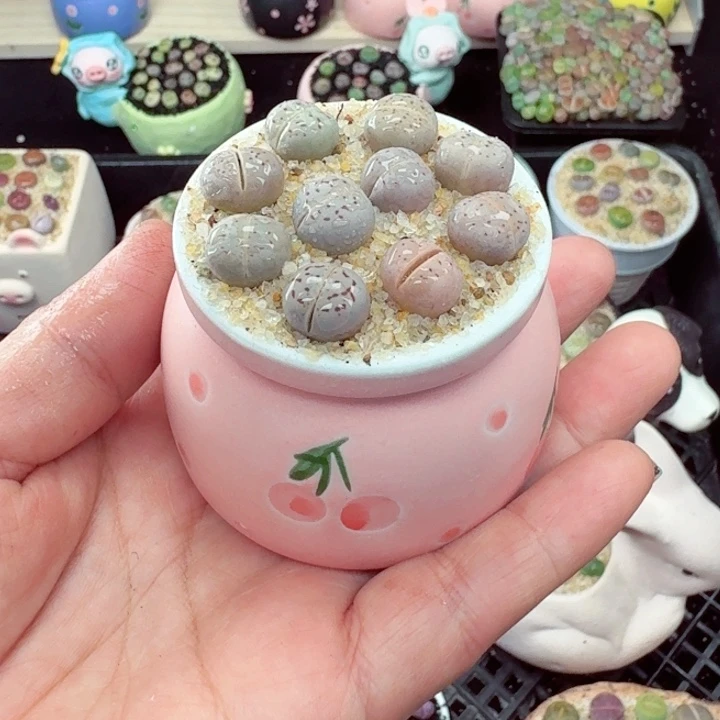 582零下地区记得拍保温箱