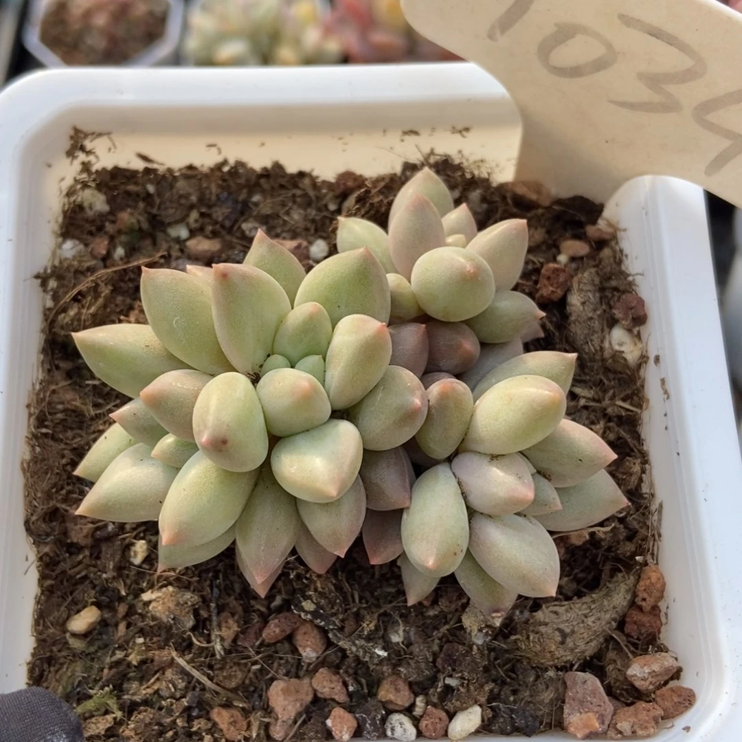 1034车厘子多肉植物