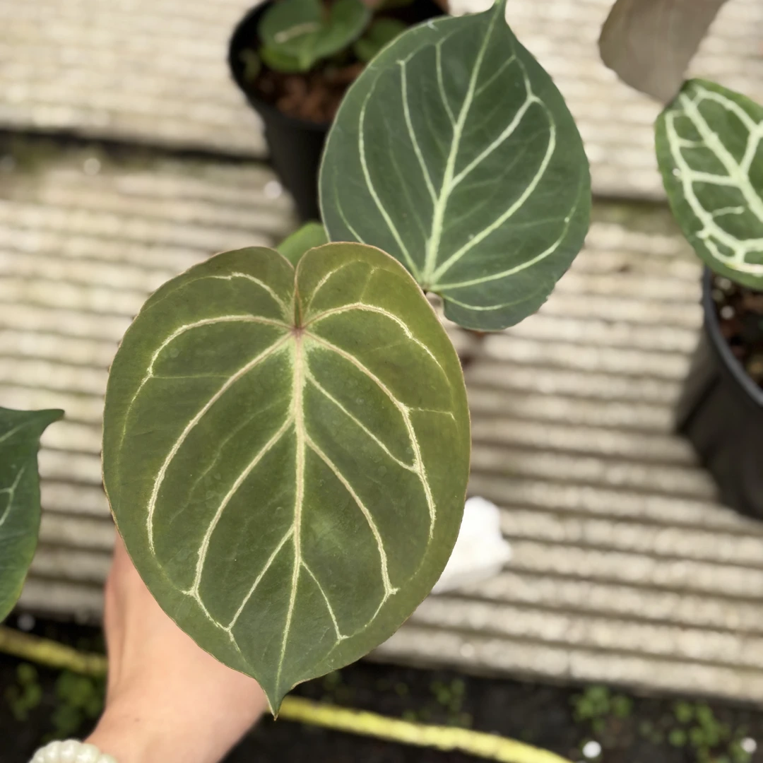 二【翠泽异植】HU家KOS黑桃王牌花烛，室内热植，养定发货