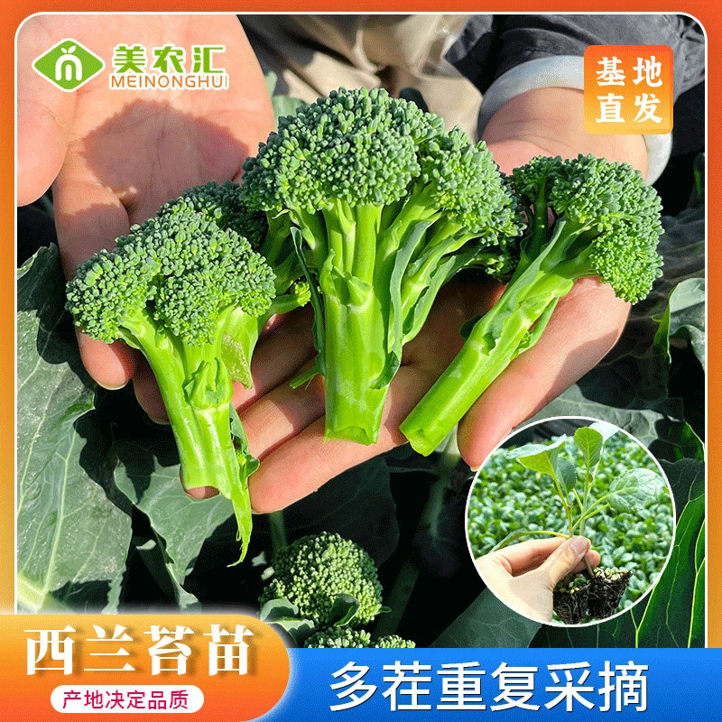 [三姐妹专属]西兰苔苗秧苗盆栽芥蓝芥兰种苗耐寒蔬菜盆栽蔬菜阳台