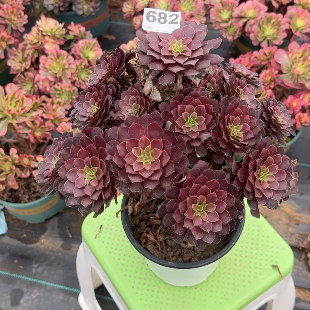 682黑铜鼓多肉植物发货