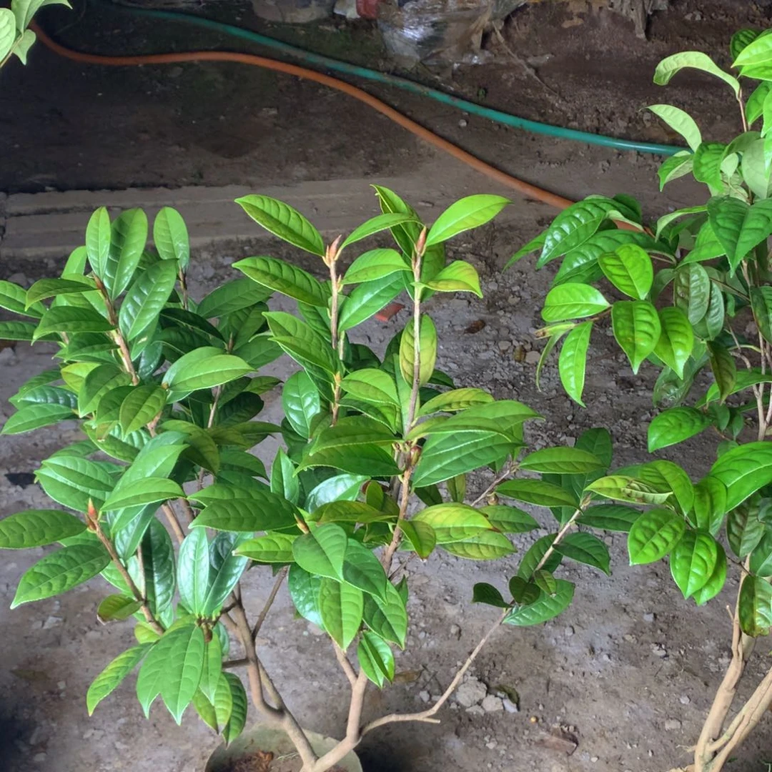 ****锐无花朵邕宁金花茶
