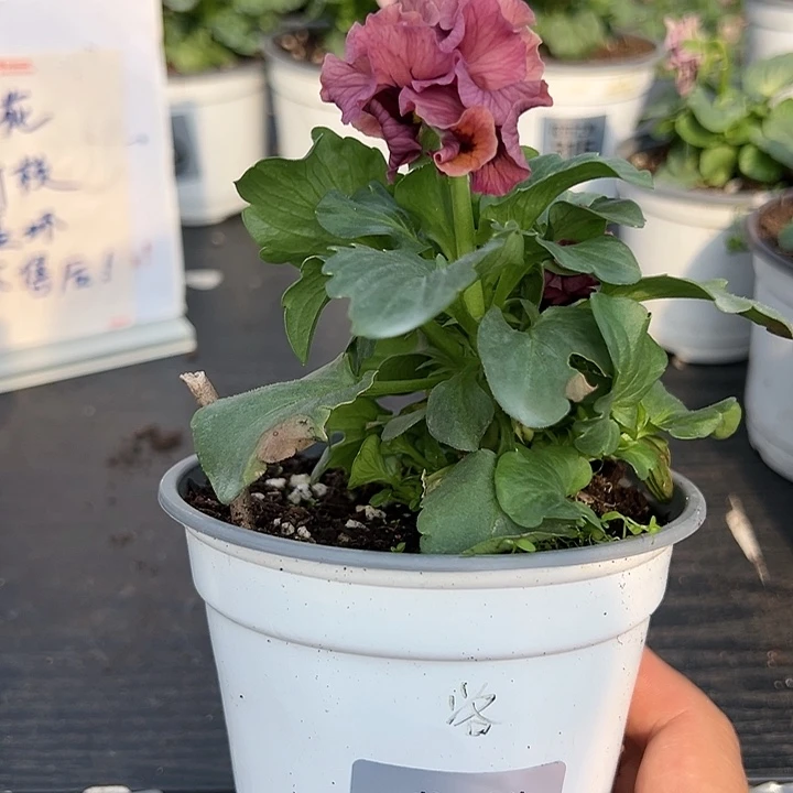 少量花朵（建议范围：2朵-5朵 或40%以下）