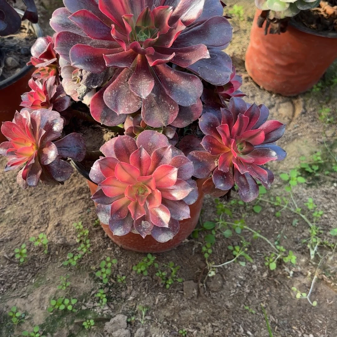 N 2317美杜莎多肉112233