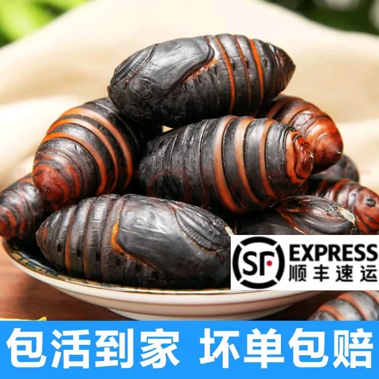 小黑东北特产新鲜柞树活茧蛹 顺丰包邮
