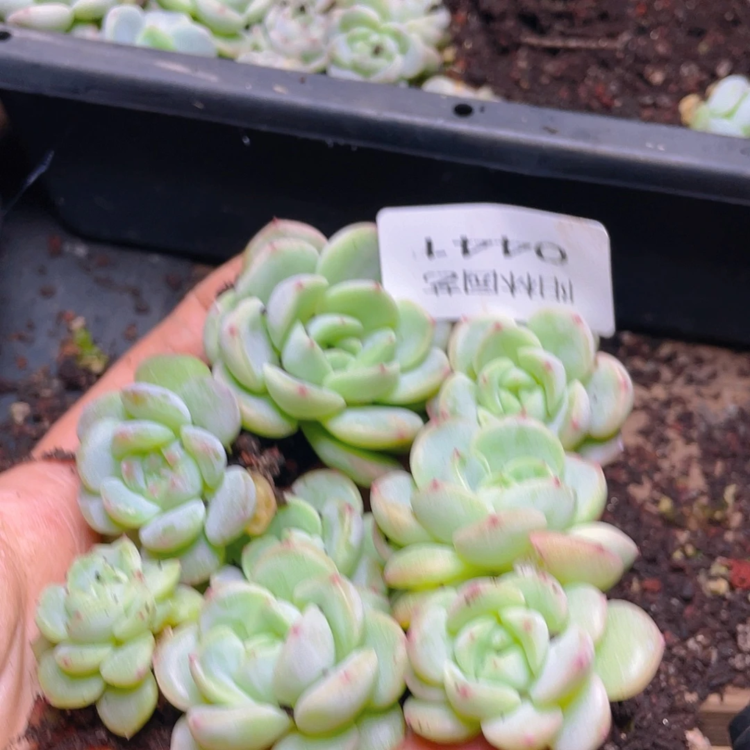 多肉植物多肉植物441