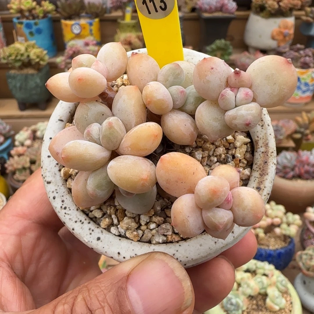 113香水老桩0000000