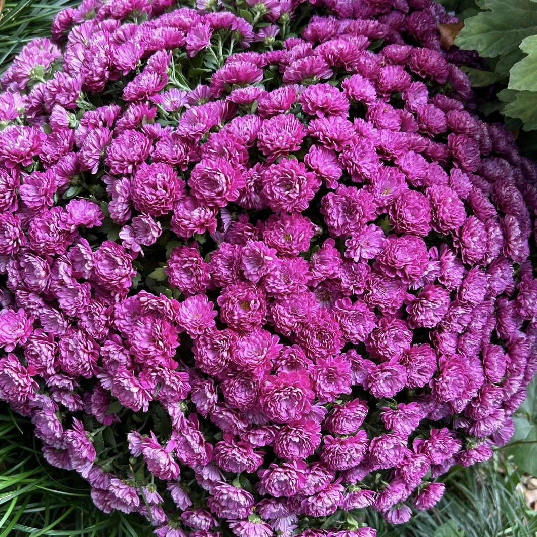 绚秋尽染球菊盆栽多年生庭院阳台耐热耐晒爆花强新手易养护发货快