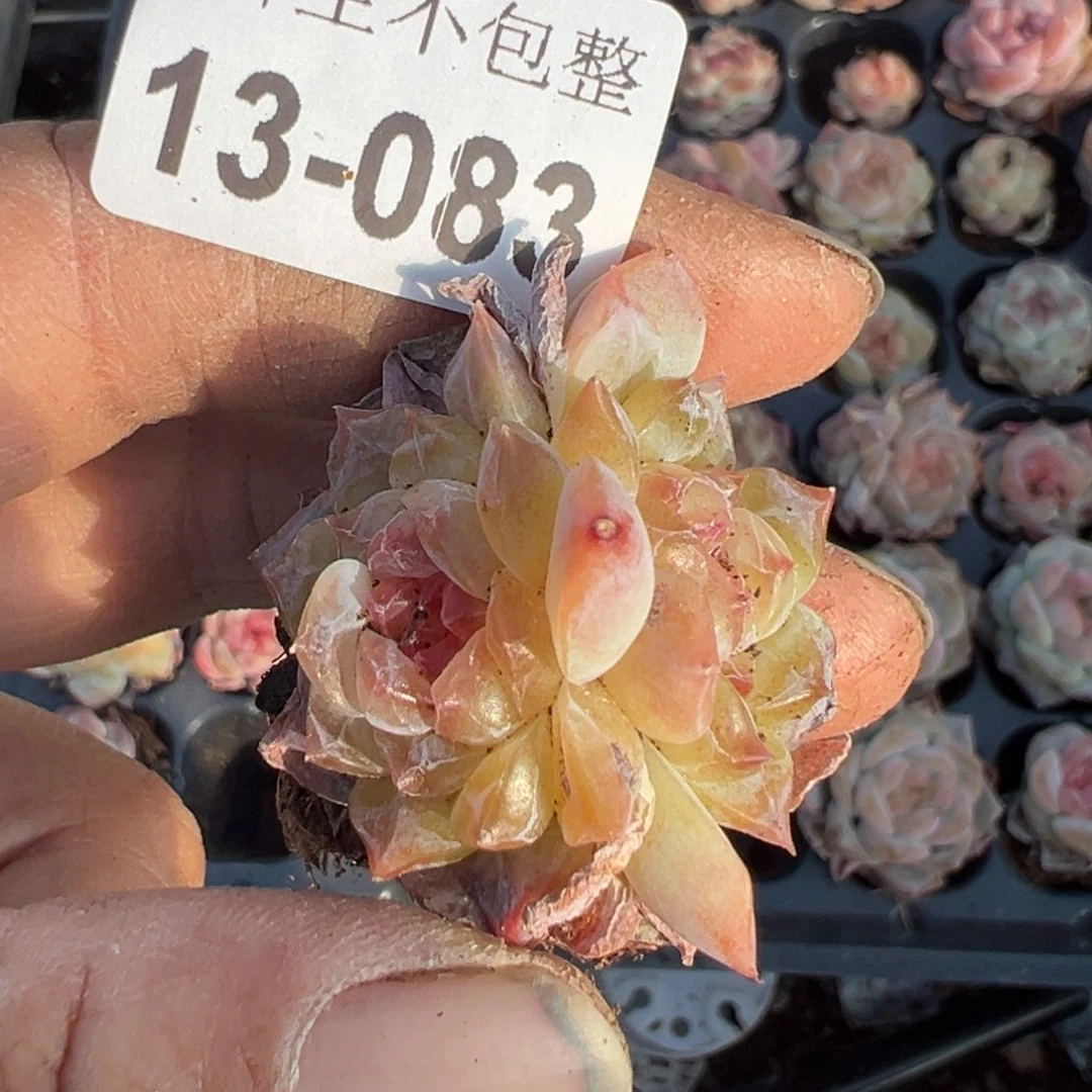 景***渡小卡拉米糖心一物一拍13-83