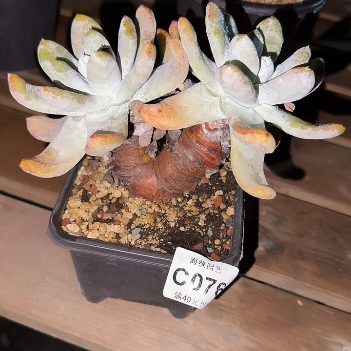 拇指仙女杯多肉植物