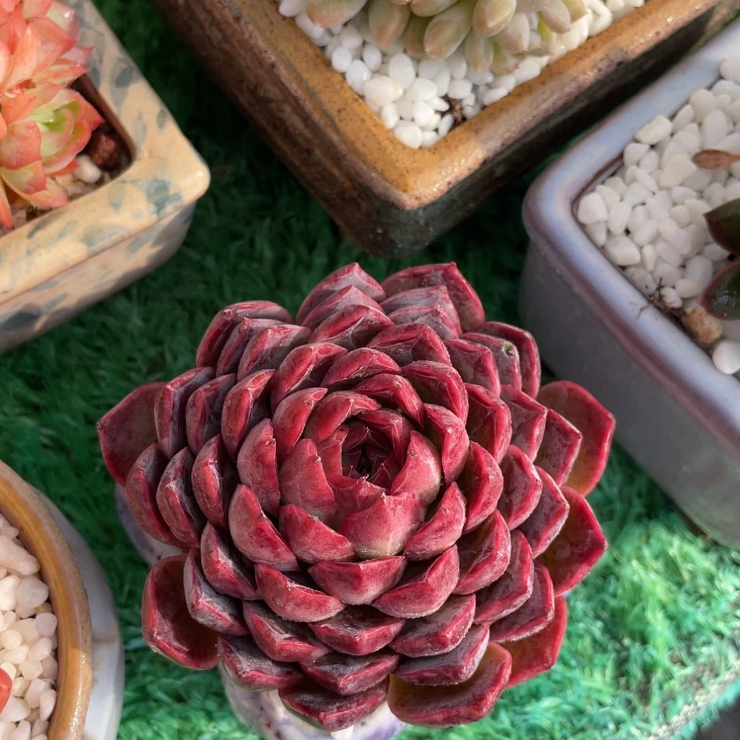 多肉植物盆栽多肉