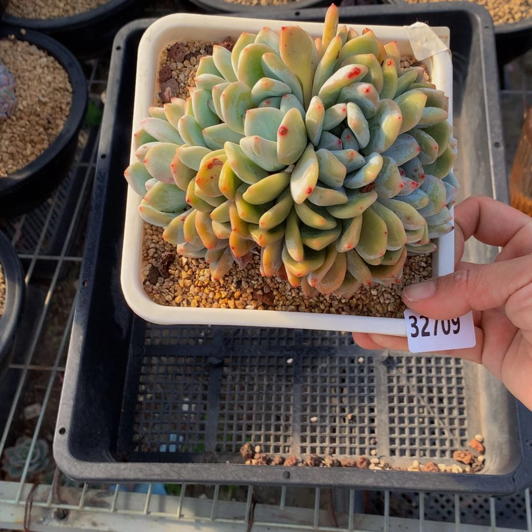 32709嗯嗯嗯我真的觉得这个