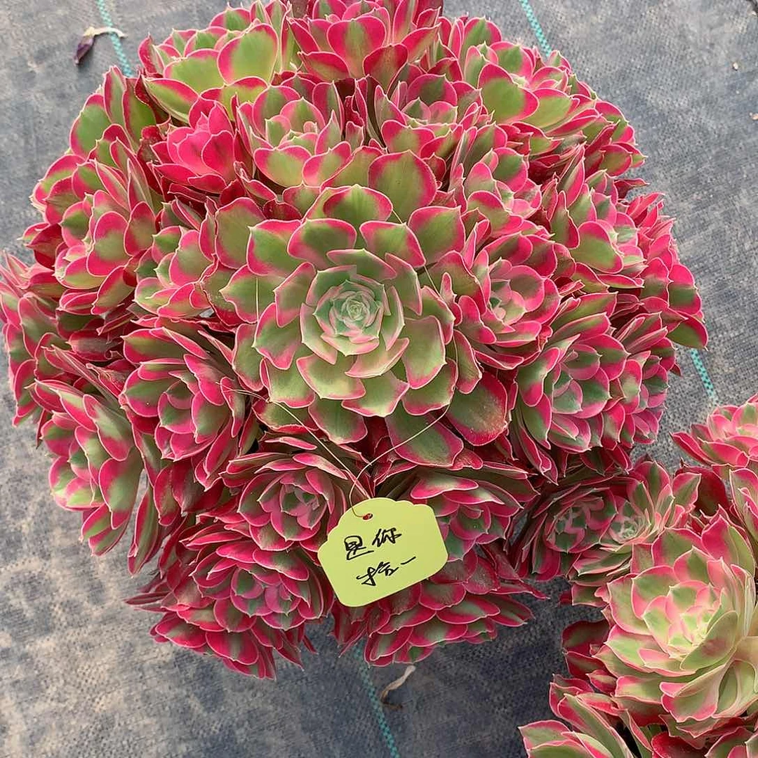 是**一叶罗刹多肉植物