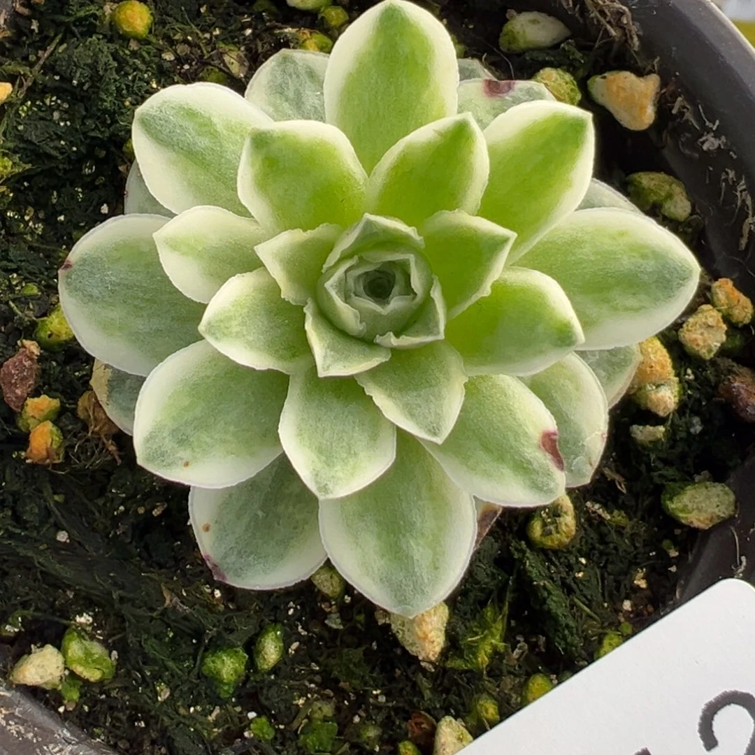 772秋夕锦蕾丝3厘米