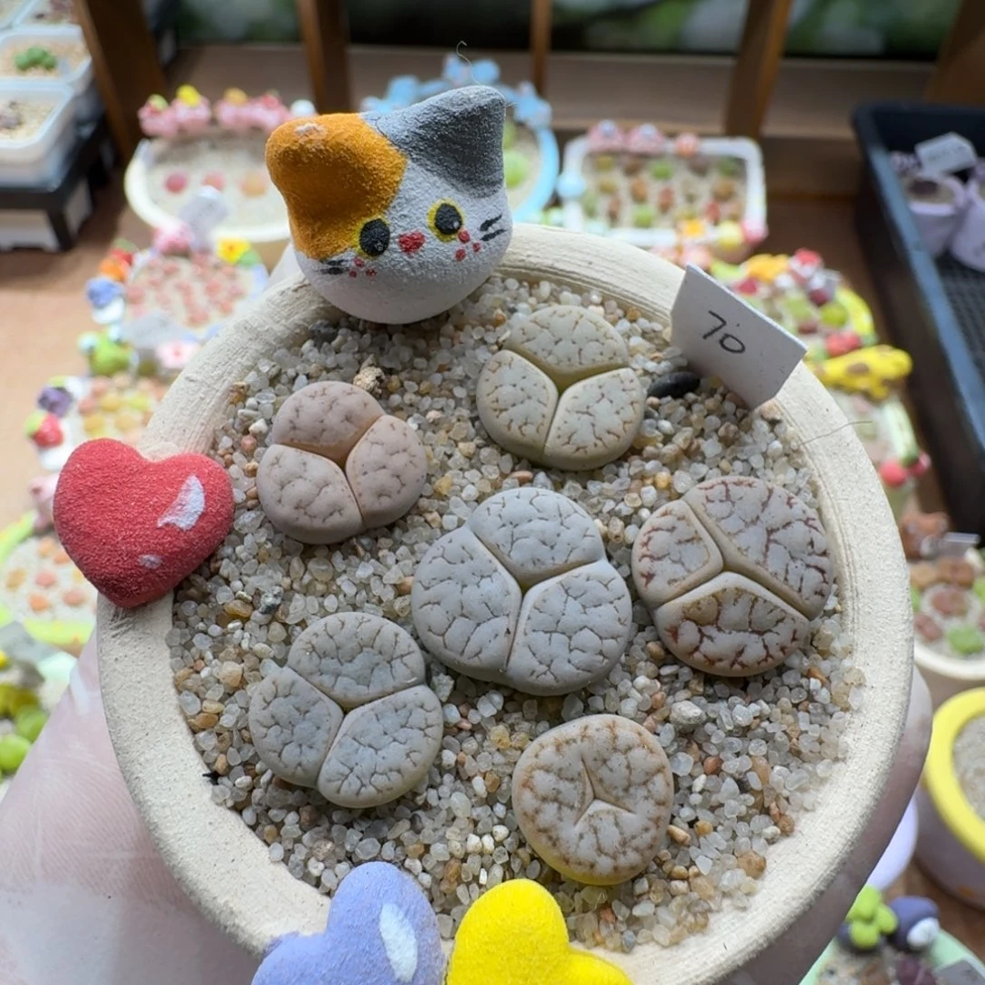 0517-037连盆带花荒玉374奔驰