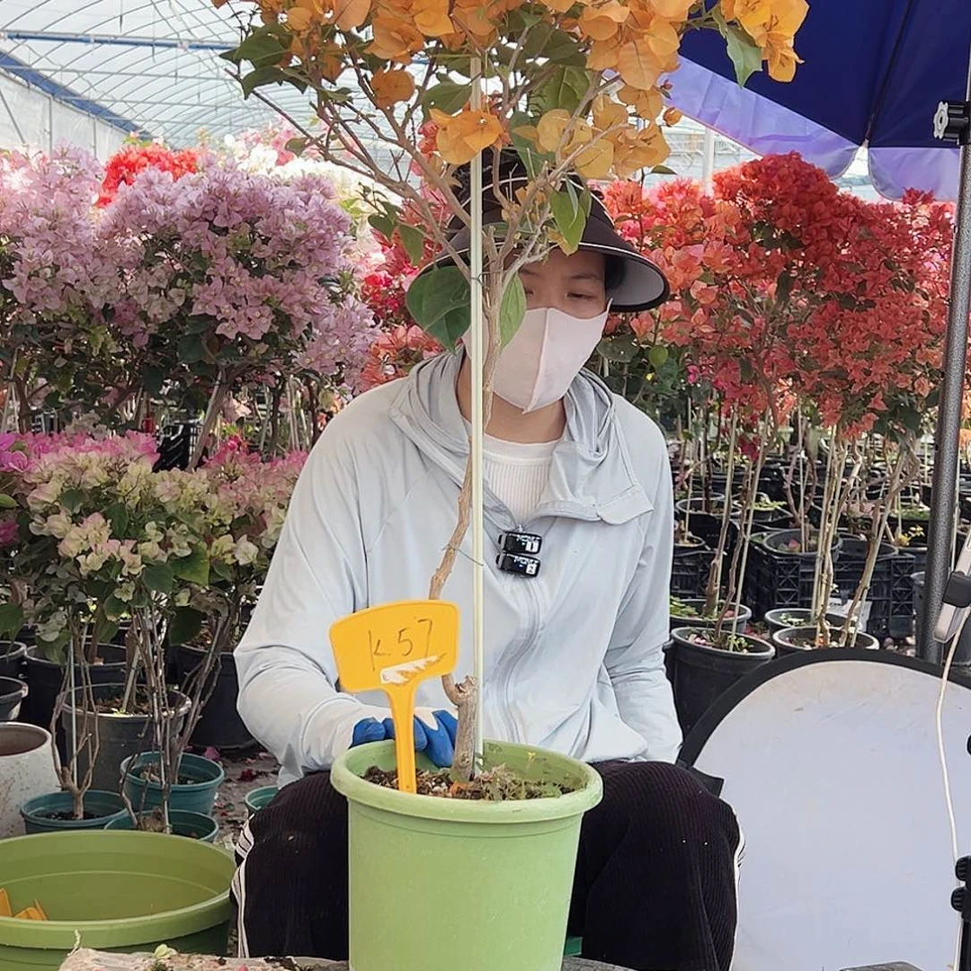 春***子大部分花苞少量开放K57金色光辉