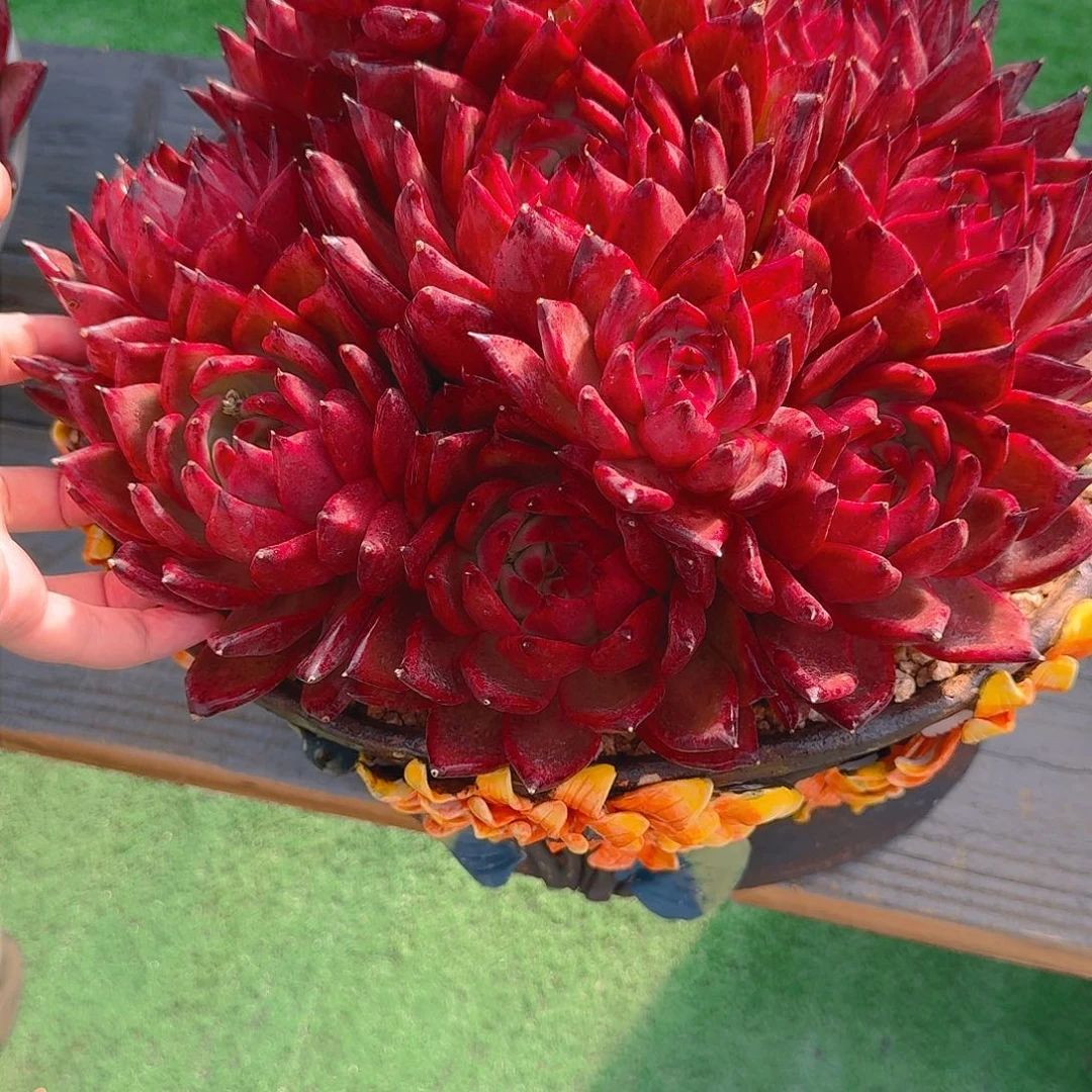 约*粉钻变异精品多肉