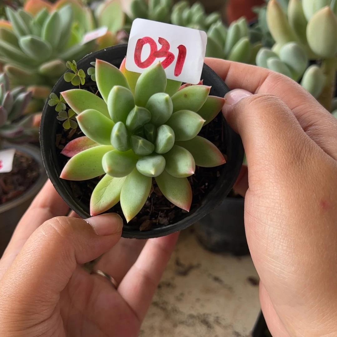 【闪购商品】厚叶草。031。11111111