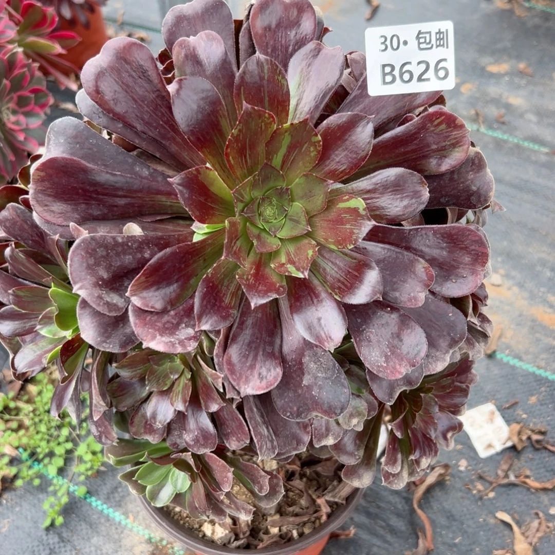 626 欧若拉多肉法师鲜花