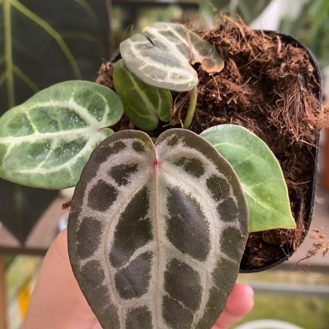 无花朵Nse红水晶花烛