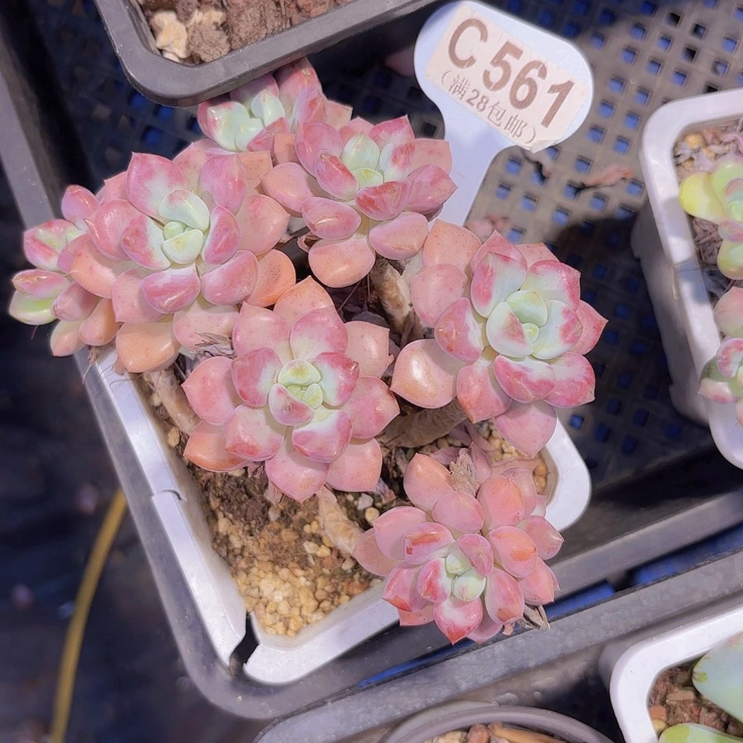 C561花瓣路一物一拍