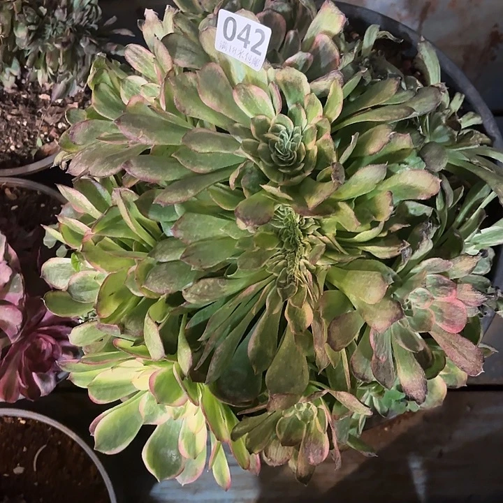 小***雅042掌心多肉法师锦