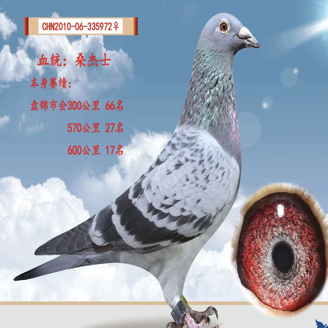 桑杰士，鸽子用品