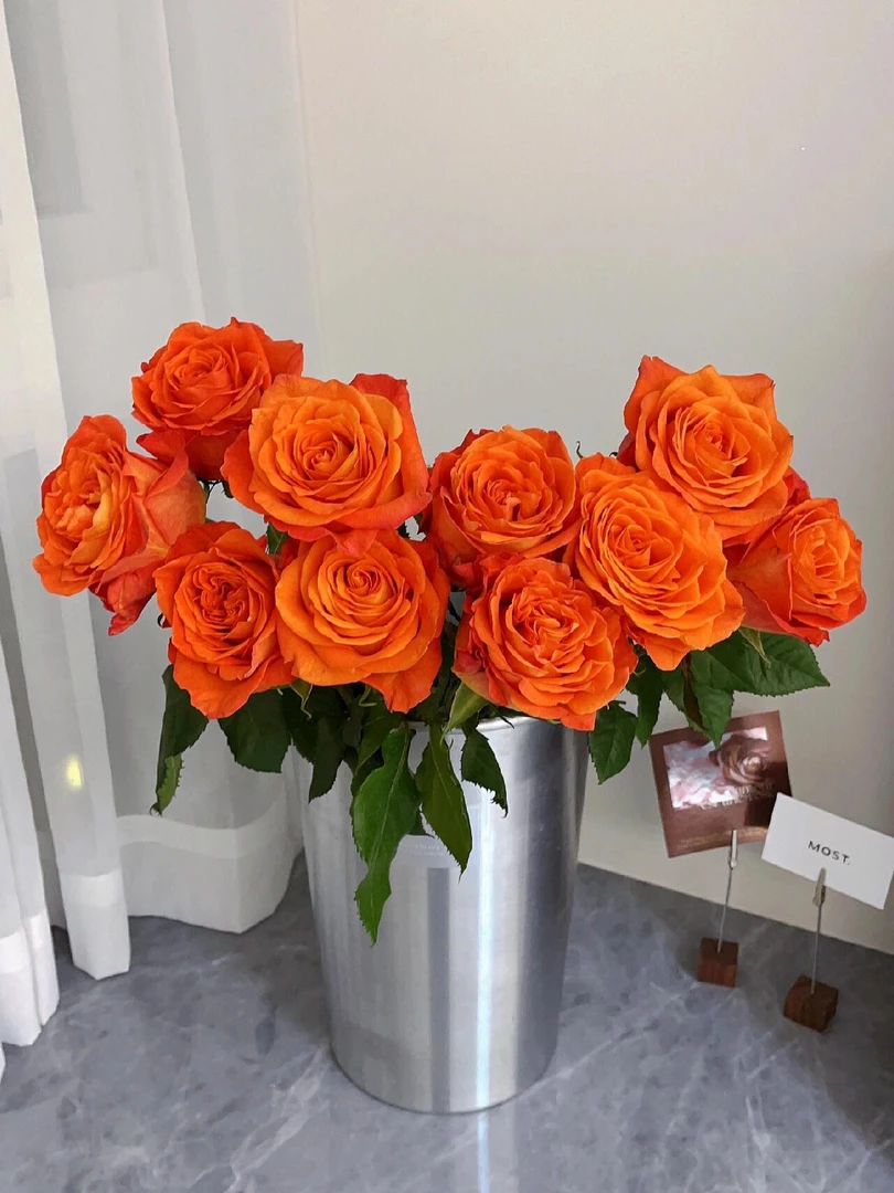 国王日单头玫瑰暖色系水养鲜花