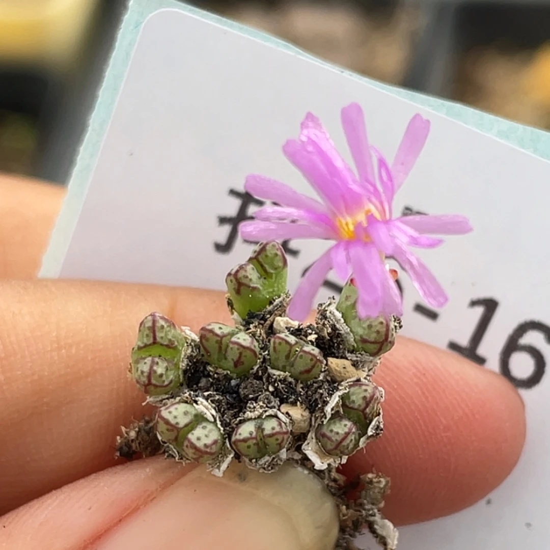 26-16小t多肉植物